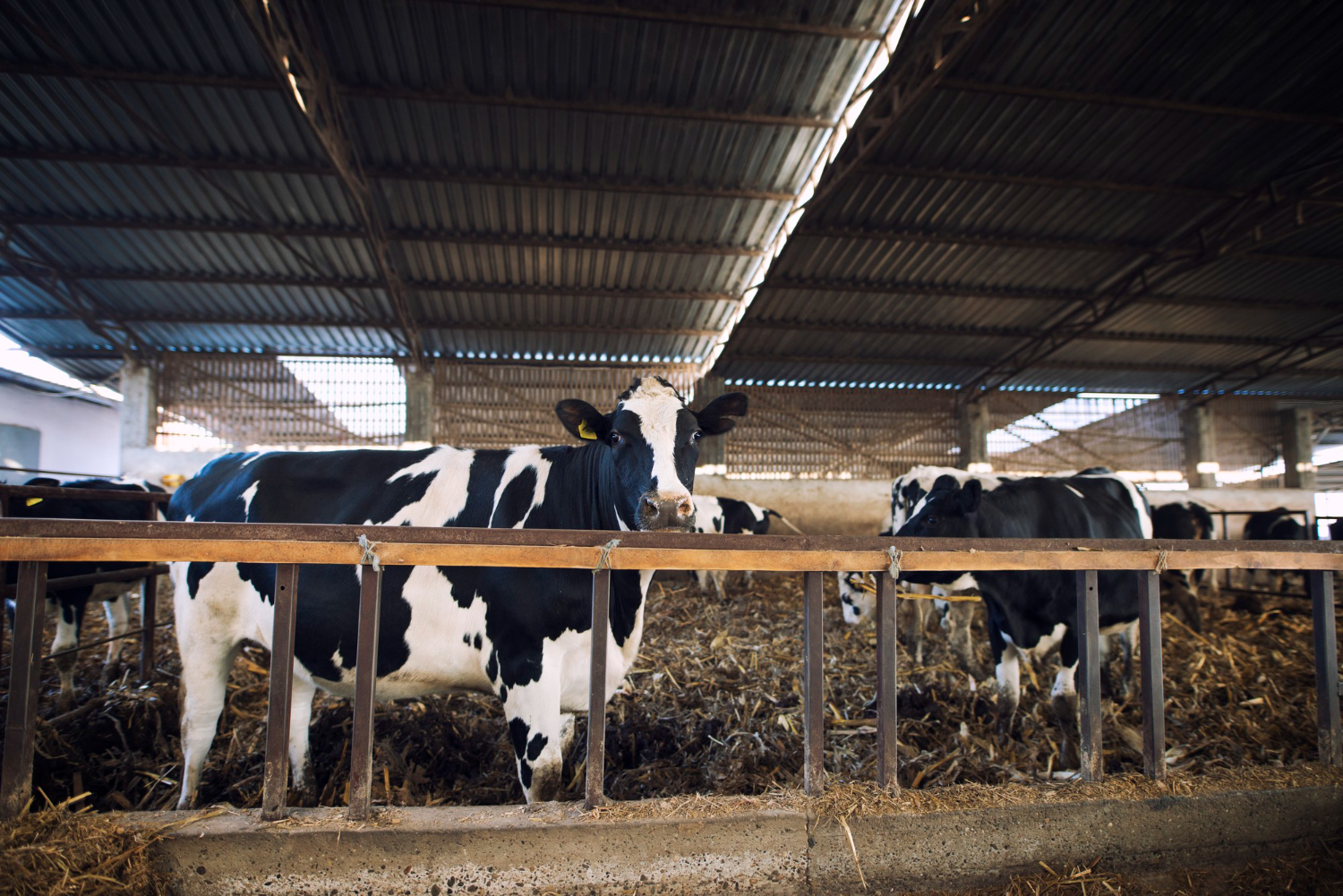 Dairy Farm Image 1