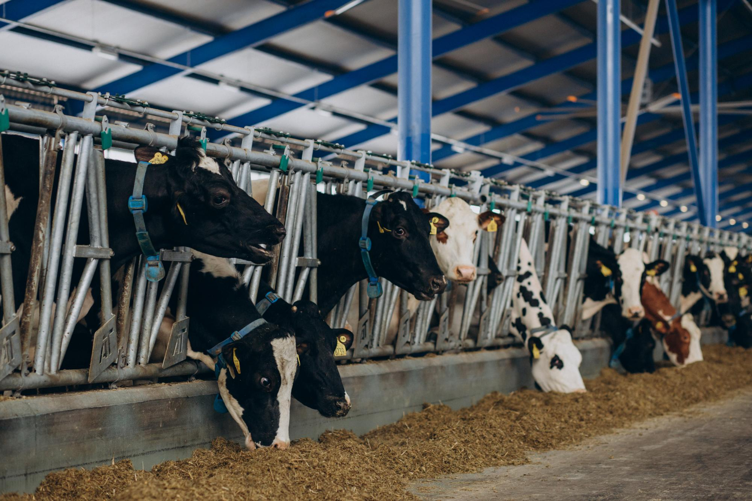 Dairy Farm Image 2